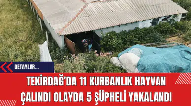 Tekirdağ’da 11 Kurbanlık Hayvan Çalındı Olayda 5 Şüpheli Yakalandı