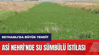 Hatay Reyhanlı'da büyük tehdit: Asi Nehri'nde su sümbülü istilası