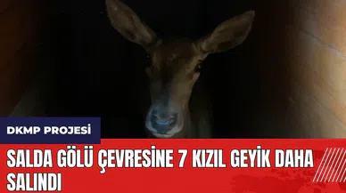 Burdur'da Salda Gölü çevresine 7 Kızıl Geyik daha salındı