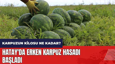 Hatay'da erken karpuz hasadı başladı! Karpuzun kilosu ne kadar?