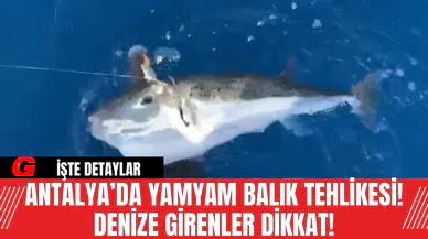 Antalya’da Yamyam Balık Tehlikesi! Denize Girenler Dikkat!