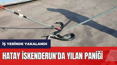 Hatay İskenderun'da yılan paniği! İş yerinde yakalandı