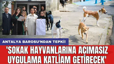 Antalya Barosu’ndan tepki! 'Sokak hayvanlarına acımasız uygulama katliam getirecek'