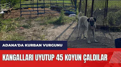 Adana'da kurban vurgunu! Kangalları uyutup 45 koyun çaldılar