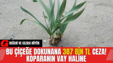 Bu çiçeğe dokunana 387 bin TL Ceza! Koparanın vay haline