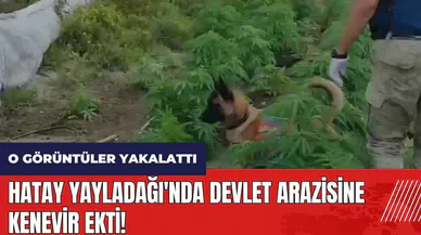 Hatay Yayladağı'nda devlet arazisine kenevir ekti! O görüntüler yakalattı