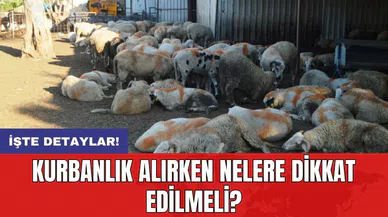Kurbanlık alırken nelere dikkat edilmeli?