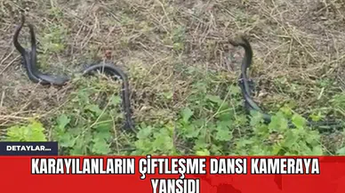 Karayılanların Çiftleşme Dansı Kameraya Yansıdı