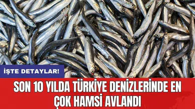 Son 10 yılda Türkiye denizlerinde en çok hamsi avlandı