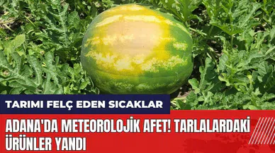 Adana'da meteorolojik afet! Tarlalardaki ürünler yandı
