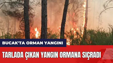 Burdur Bucak'ta orman yangını! Tarlada çıkan yangın ormana sıçradı
