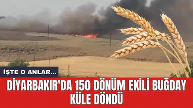 Diyarbakır'da 150 dönüm ekili buğday küle döndü