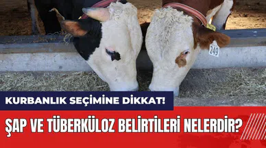 Kurbanlık hayvan seçimine dikkat! Şap ve tüberküloz belirtileri nelerdir?