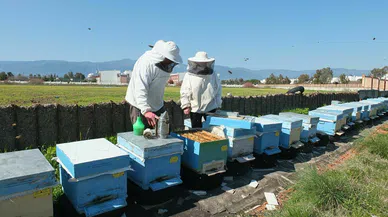 Burhaniye’de kovan hırsızları, arıcıları tedirgin etti
