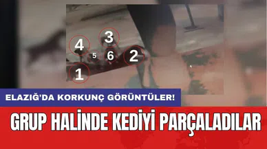 Elazığ'da korkunç görüntüler! Grup halinde kediyi parç*ladılar
