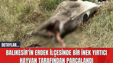 Balıkesir’in Erdek İlçesinde Bir İnek Yırtıcı Hayvan Tarafından Parçalandı