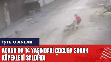 Adana'da 14 yaşındaki çocuğa sokak köpekleri saldırdı
