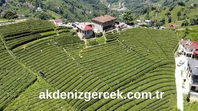 Çayeli İcra Dairesi'nden satılık çay bahçesi