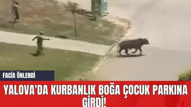 Yalova'da Kurbanlık Boğa Çocuk Parkına Girdi! Facia Önlendi