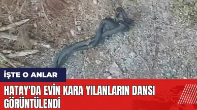 Hatay'da evin kara yılanların dansı görüntülendi
