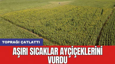 Aşırı sıcaklar ayçiçeklerini vurdu