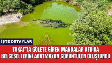 Tokat'ta gölete giren mandalar Afrika belgesellerini aratmayan görüntüler oluşturdu