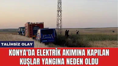 Konya'da elektrik akımına kapılan kuşlar yangına neden oldu
