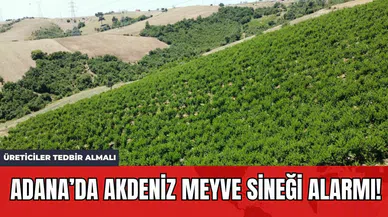 Adana’da Akdeniz Meyve Sineği Alarmı! Üreticiler Tedbir Almalı