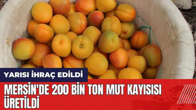 Mersin'de 200 bin ton Mut kayısısı üretildi