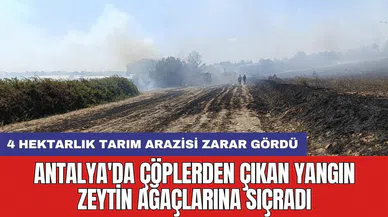 Antalya'da çöplerden çıkan yangın zeytin ağaçlarına sıçradı