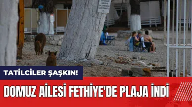 Domuz ailesi Fethiye'de plaja indi
