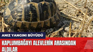 Hatay'da alevlerin arasında kalan kaplumbağayı böyle kurtardılar