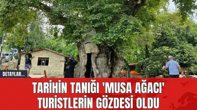 Tarihin Tanığı 'Musa Ağacı' Turistlerin Gözdesi Oldu