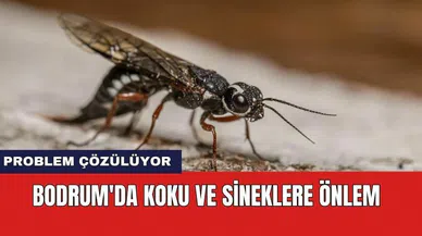 Bodrum'da koku ve sineklere önlem