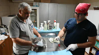 Evcil hayvanlara çip zorunluluğu