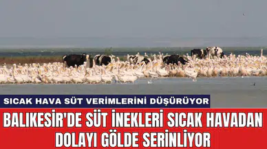 Balıkesir'de süt inekleri sıcak havadan dolayı gölde serinliyor