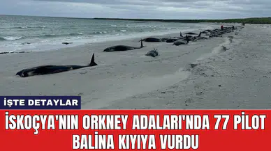 İskoçya'nın Orkney Adaları'nda 77 Pilot Balina kıyıya vurdu
