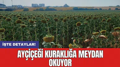 Ayçiçeği kuraklığa meydan okuyor