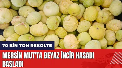 Mersin Mut'ta beyaz incir hasadı başladı