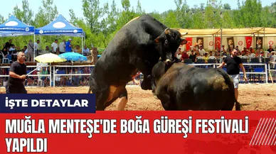 Muğla Menteşe'de Boğa Güreşi Festivali yapıldı