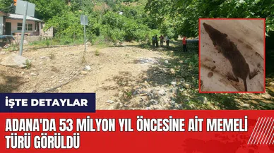 Adana'da 53 milyon yıl öncesine ait memeli türü görüldü