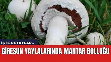 Giresun Yaylalarında Mantar Bolluğu