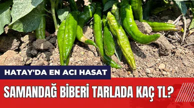 Hatay'da en acı hasat! Samandağ biberi tarlada kaç TL?