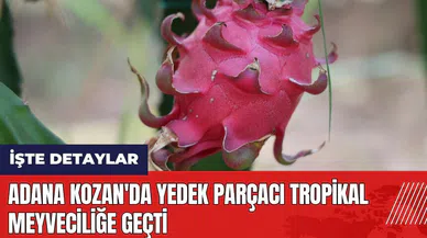 Adana Kozan'da yedek parçacı tropikal meyveciliğe geçti