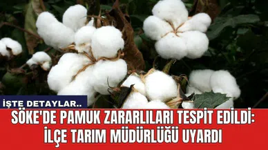 Söke'de Pamuk Zararlıları Tespit Edildi: İlçe Tarım Müdürlüğü Uyardı