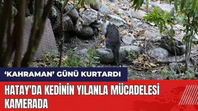 Hatay'da kedinin yılanla mücadelesi kamerada