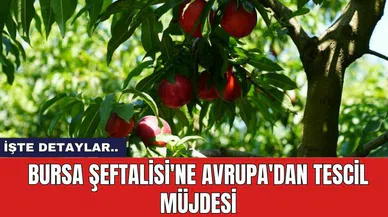 Bursa Şeftalisi'ne Avrupa'dan tescil müjdesi