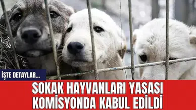 Sokak hayvanları yasası komisyonda kabul edildi