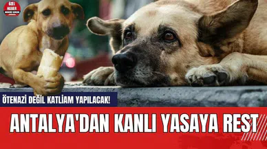 Ötenazi değil katliam yapılacak! Antalya'dan kanlı yasaya rest