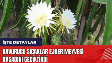 Kavurucu sıcaklar ejder meyvesi hasadını geciktirdi
